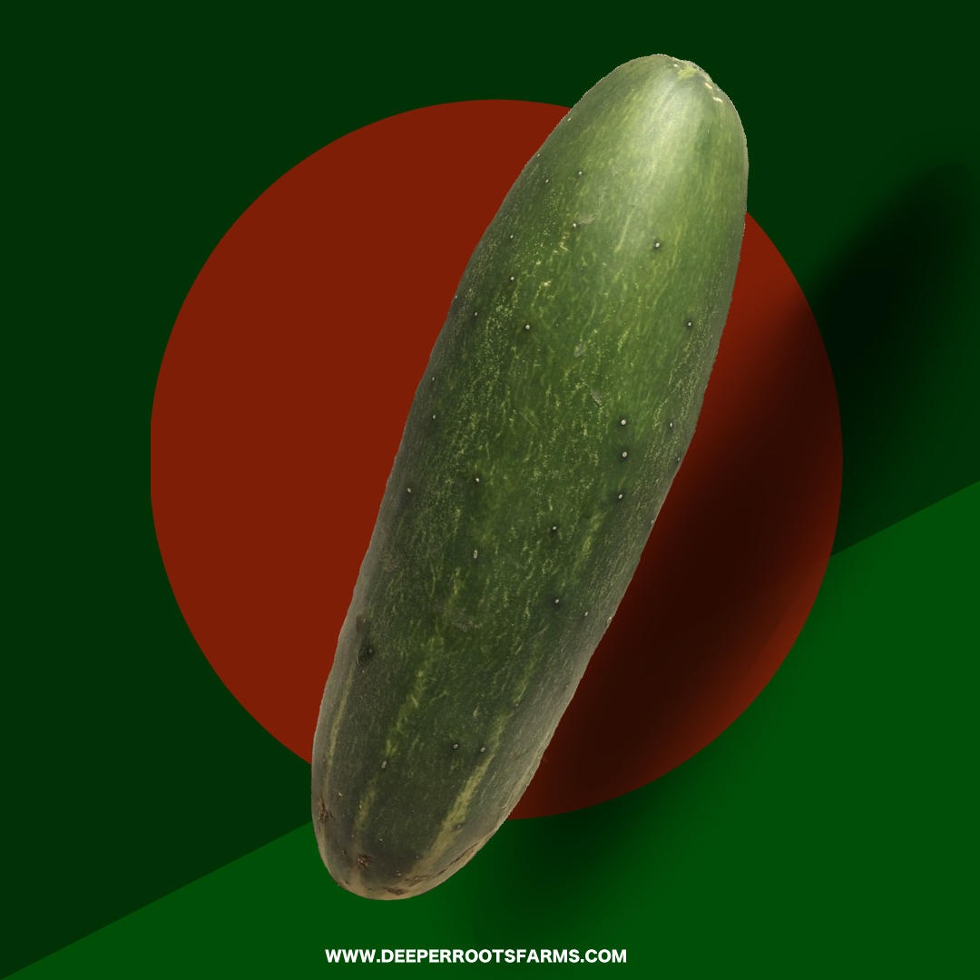 Organic Cucumber