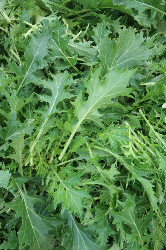 Organic Mizuna