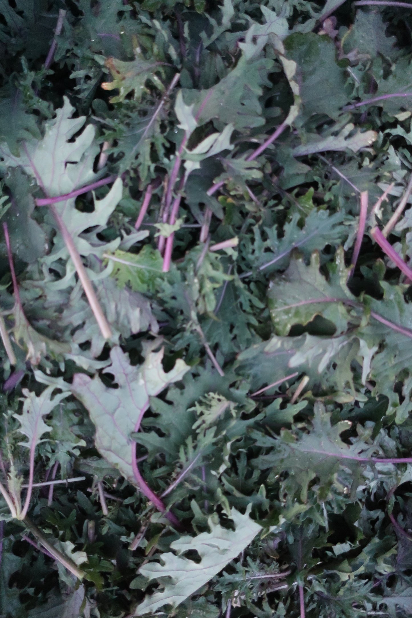 Organic Baby Kale