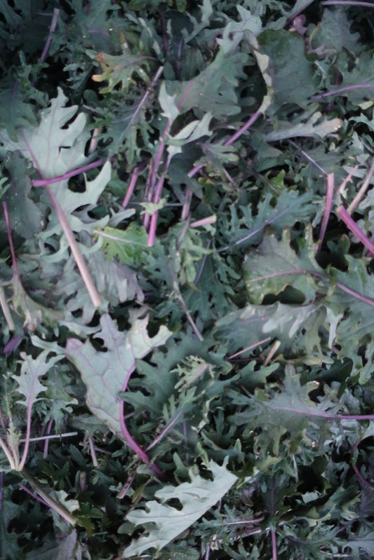 Organic Baby Kale