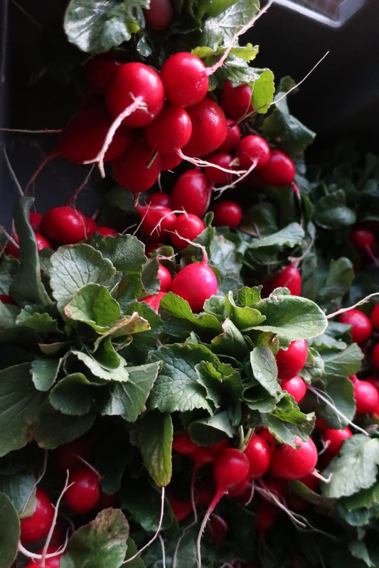 Organic Radishes
