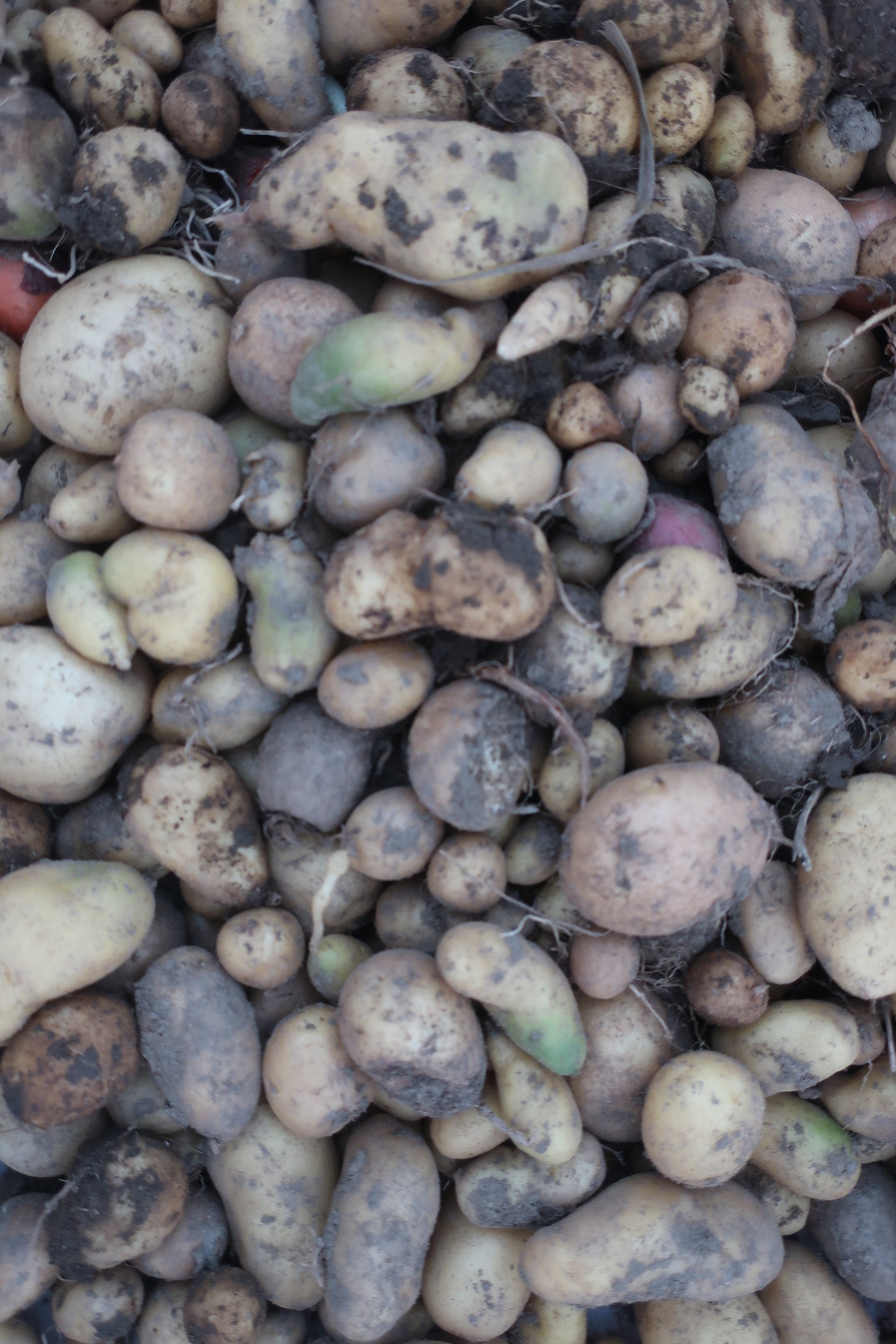 Organic Fingerling Potatoes