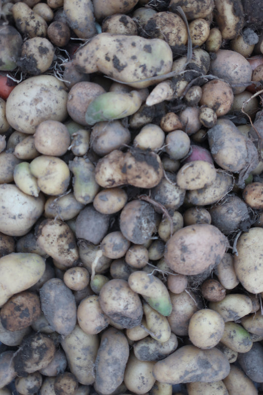 Organic Fingerling Potatoes