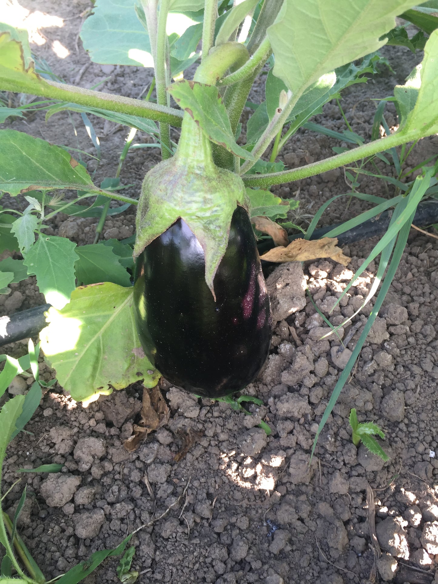 Organic Eggplant