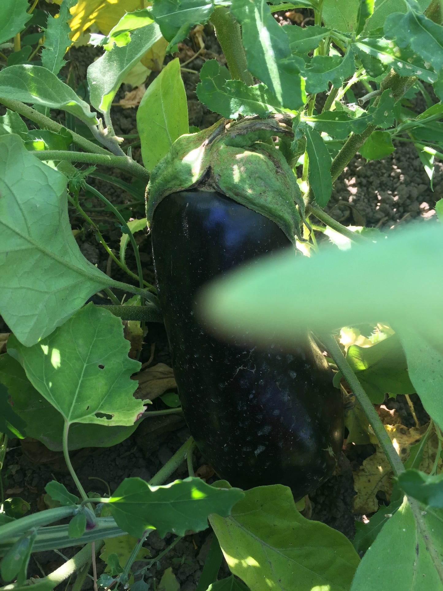 Organic Eggplant