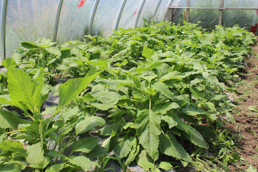 Where have you been?