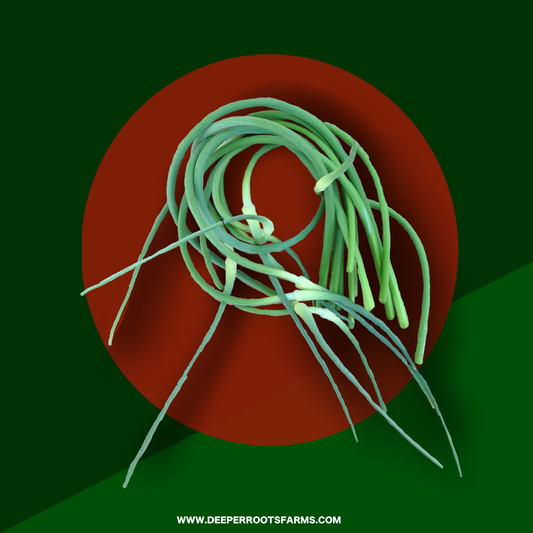 Organic Garlic Scapes