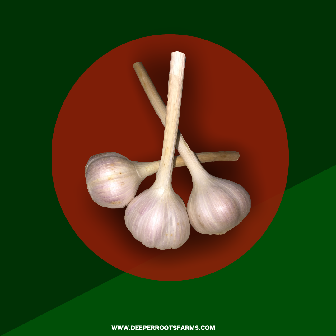 Organic Garlic