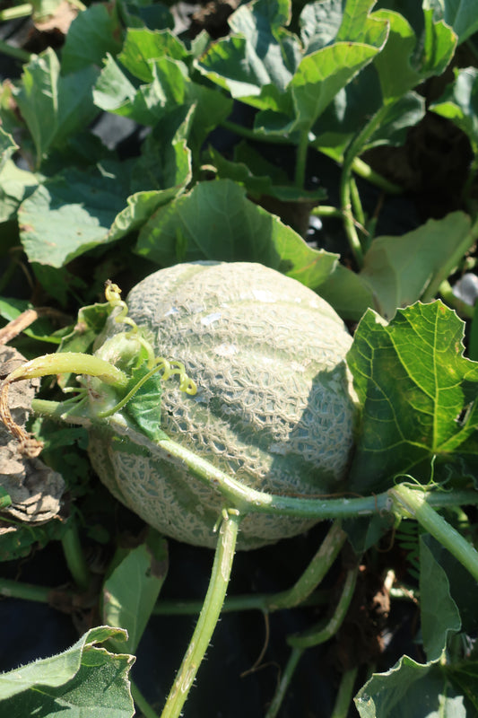 Organic Cantaloupe