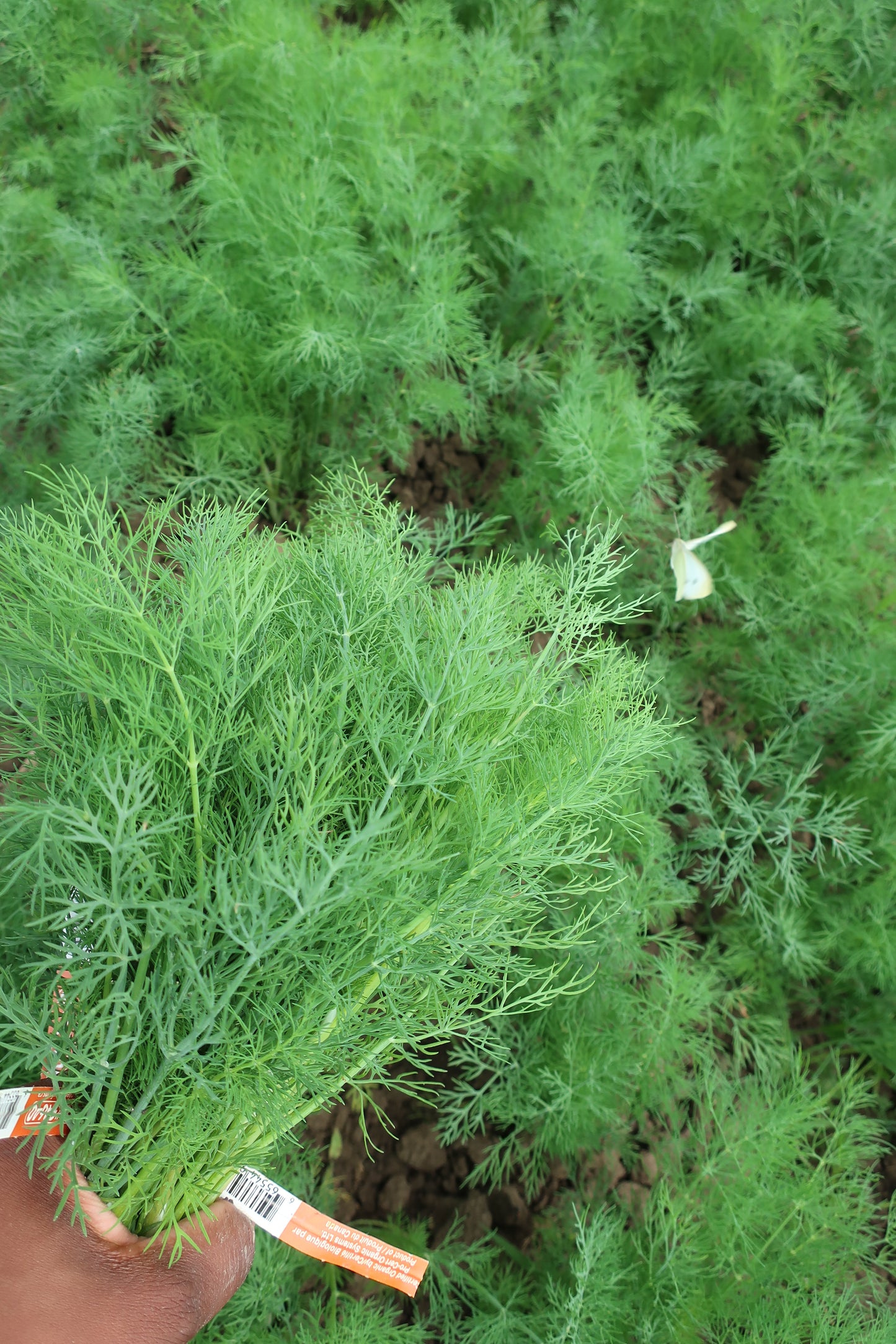 Organic Dill