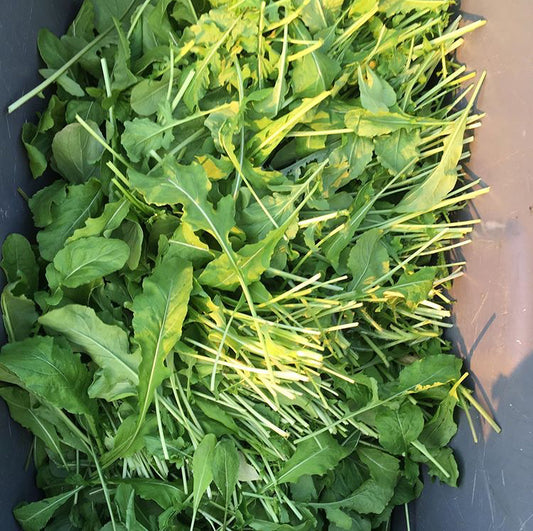 Organic Arugula