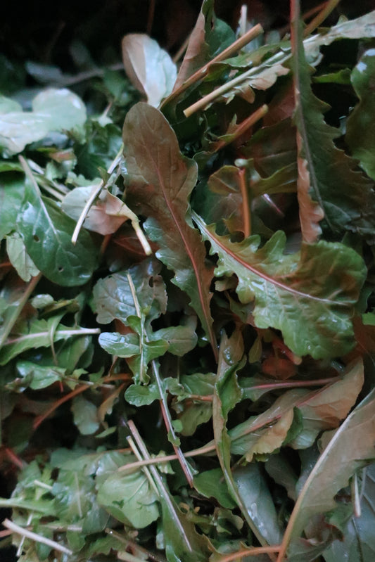 Organic Arugula
