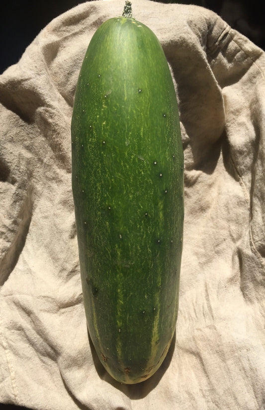 Organic Cucumber