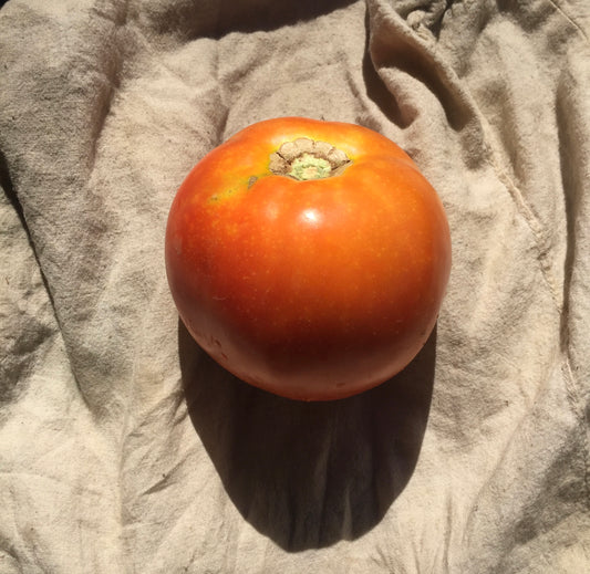 Organic Heirloom Tomato