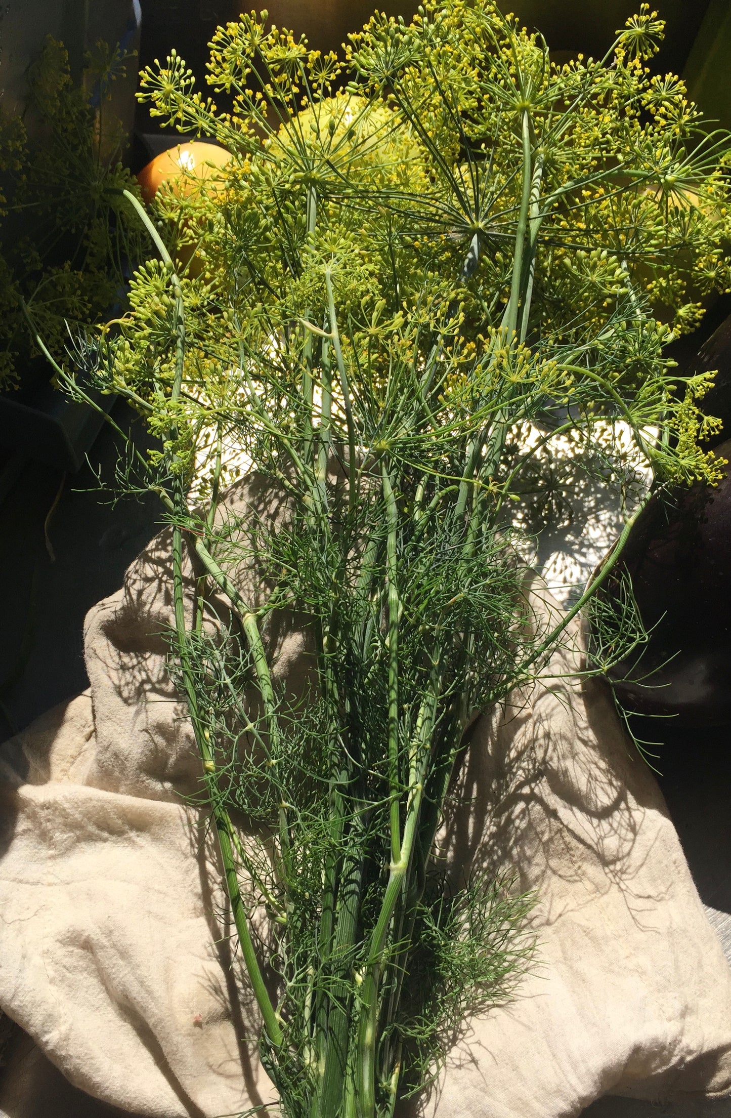 Organic Dill