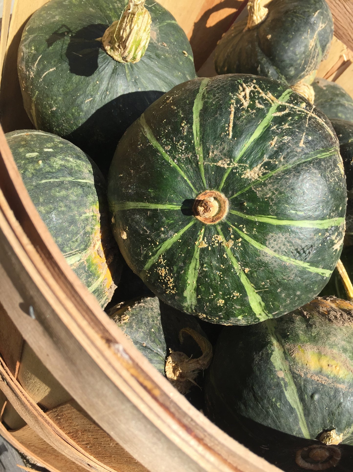 Organic Buttercup Squash