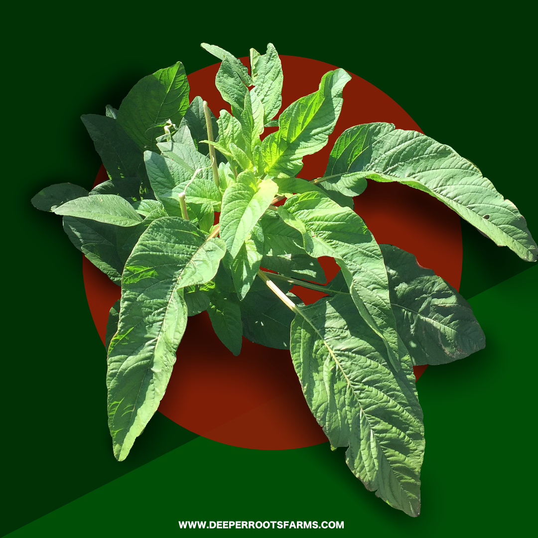 Organic Jamaican Callaloo