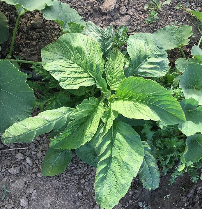 Organic Jamaican Callaloo